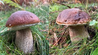 Boletus Edulis ¡Brutal brote de setas el 26 de octubre de 2023 [upl. by Noak]