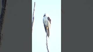 Imperiled White Tailed Kite everglades birdofprey raptor nature wildlife birds florida bird [upl. by Ahsimit539]