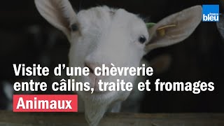 Visite dune chèvrerie une ferme à fromage de chèvre [upl. by Bowerman]