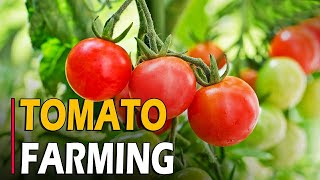 How to Grow Tomatoes  Tomato Farming  Tomato Cultivation  Complete Informations [upl. by Odlaw]