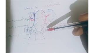 Anatomie de lestomac  Vascularisation artérielle [upl. by Adnoloy]