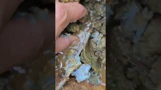 Gold in Blue Clay and Saprolite [upl. by Fernandina]