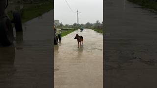 Stree2 Aayi NaiBaffy Bollywood star 🌟😍stree2 baffy trending doglover bollywood viral puppy [upl. by Libnah]