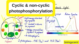 Cyclic and noncyclic photophosphorylation [upl. by Somerset]