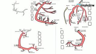 HEARTampTECHYCORONARY ANGIOGRAM VIEWSIntroduction to coronary angiogram [upl. by Azriel618]