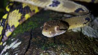 犬齒林蛇 Dogtoothed cat snake [upl. by Margarita]