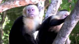 WhiteFaced Monkey Nervous Breakdown [upl. by Filiano722]