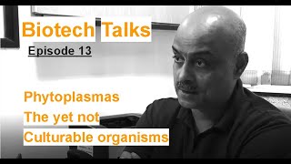 Biotech Talks Episode 13 Phytoplasmas The yet not culturable organisms by Dr Amit Yadav [upl. by Ramas]