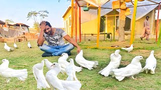 Honey ka Surprise Boht Sare Laka Pigeons 😍🥰❤️ Or Sath May Shocked ATM Card Mera😡RHF Pet House [upl. by Fulks554]