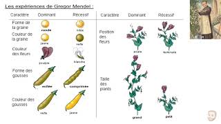 Introduction à la génétique mendélienne [upl. by Rosalee]