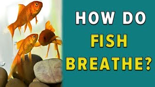 How do fish breathe [upl. by Jillie19]