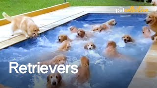 The Ultimate Funniest amp Cutest Golden Retriever Compilation 2021 [upl. by Aramoiz]