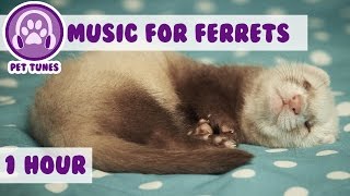 1 Hour of Relaxing Music for Ferrets Music to Calm Down Your Pet Ferret [upl. by Akins]