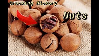 Cracking Hickory nuts [upl. by Nyrak]