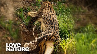 Jaguar Vs Caiman Croc to the Death  Love Nature [upl. by Erastatus59]