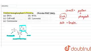 Uridine monophosphate is found in [upl. by Sydel]