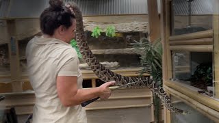 HANDLING VENOMOUS SNAKES FOR THE FIRST TIME  Teaching Juliette [upl. by Hsirrap]