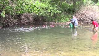 2014 BCGPAA Gold Rush Days Duck Races [upl. by Puglia298]