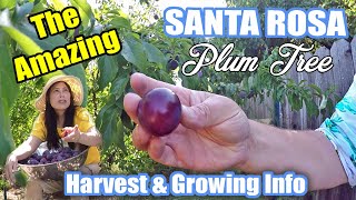 How To Grow A Plum Tree From Seed [upl. by Agee]