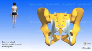 Arthrology of the pelvis the sacroiliac joint [upl. by Kenji75]