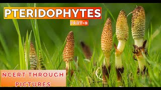 Plant kingdom 07 PTERIDOPHYTES Class11 CBSE NCERT NEET NCERT through pictures Part 2 [upl. by Tonina]