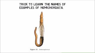 410 phylum Hemichordates trick example from NCERT [upl. by Shanna]