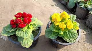 Lady purse calceolaria plant care tips  a unique winter flower by Cocos Garden [upl. by Oaks]