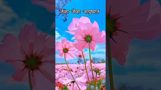 फक्त समर्थ म्हणा swami samarth  shreeswamimotivationsong music swamikripa [upl. by Asi]