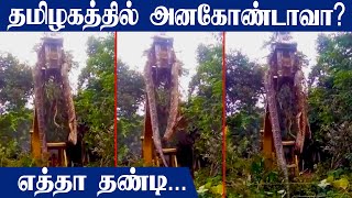 Anaconda in Tamilnadu  video goes viral on the Internet  Oneindia Tamil [upl. by Acinelav]