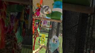 Kurious Keets parakeets budgies [upl. by Ahsilahk]