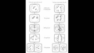 SVT  méiose et fécondation  TS chap 2 [upl. by Valoniah154]