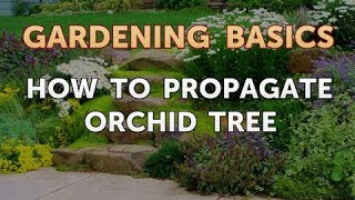 How to Propagate Orchid Tree [upl. by Pohsib]