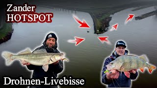 An diesen Spots FANGT ihr jetzt große ZANDER  LIVEBISS auf LIVEBISS [upl. by Yrrah]