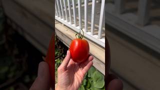 1 Tip for tomato abundance amp canning👏 tomato canning gardening tipsandtricks wow [upl. by Kliman]