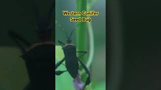 Western Conifer Seed Bug insects nature natureinsects shortvideo [upl. by Matthiew330]