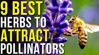 9 Herbs that Attract Pollinators to Your Garden  How to Attract Pollinators [upl. by Liartnod]