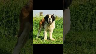 Saint Bernard is a most heavy dog breed with best guardian dog [upl. by Sivram]