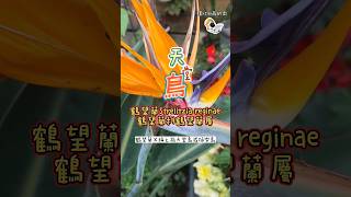 鶴望蘭Strelitzia reginae，又稱天堂鳥或極樂鳥，其花語為自由、吉祥、幸福快樂、長壽 shorts garden 天堂鳥 騰x均x蕨的肉 succulent 田尾 [upl. by Yahsram]