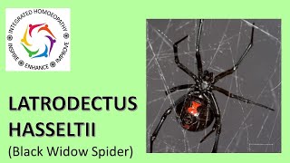 Latrodectus Hasseltii  Redback Black Widow Spider [upl. by Lynnell702]