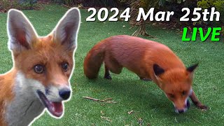 Foxes Live  2024 March 25th [upl. by Dianthe747]