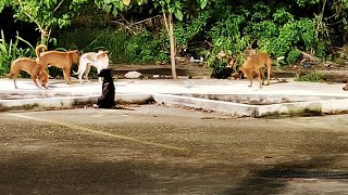 Alimentando a perros de la calle [upl. by Assital]