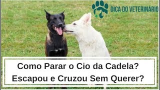 Audio Baixo Cadela no Cio  O que Fazer para Não Cruzar ou Cortar o Cio  Dica do Veterinário [upl. by Isdnyl]