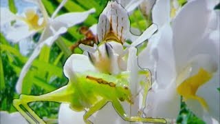 Eaten Alive  Cricket vs Mantis  Wildlife On One  BBC Earth [upl. by Benisch]