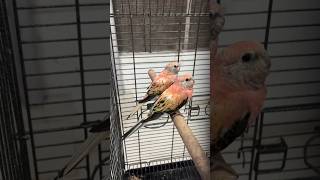 Rosy Bourke Parrot ready to breed pair zulfimughal1 zulfiqaralimughal [upl. by Crist]