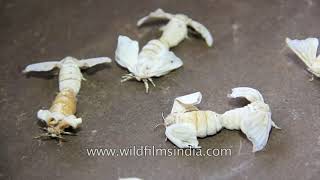 How silk is made  Bombyx Mori Silk worm farming in Mizoram India [upl. by Kiri]