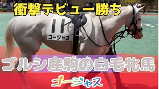 ゴージャス ゴールドシップ産駒の白毛馬 衝撃デビュー勝ち [upl. by Ecnarf842]