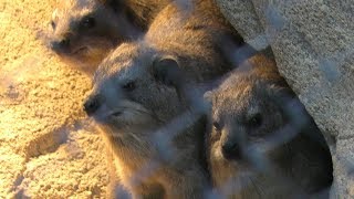 ケープハイラックス一家 よこはま動物園ズーラシア 2017年11月23日 [upl. by Lenor]