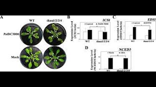 Thaumatinlike genes function in the control of both biotic stress signaling and ABA signaling [upl. by Damiani986]