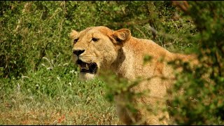 Kenya 10 day trip in December  Safari and Diani beach  Africa [upl. by Rawna]