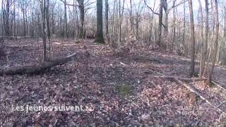 Jeunes griffons nivernais en apprentissage sur la voie du sanglier HauteGaronne HD [upl. by Schober205]